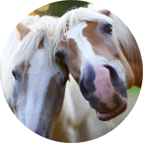 Kokos Sticks Leckerlis für Hunde &amp; Pferde Getreidefrei Pets Protect