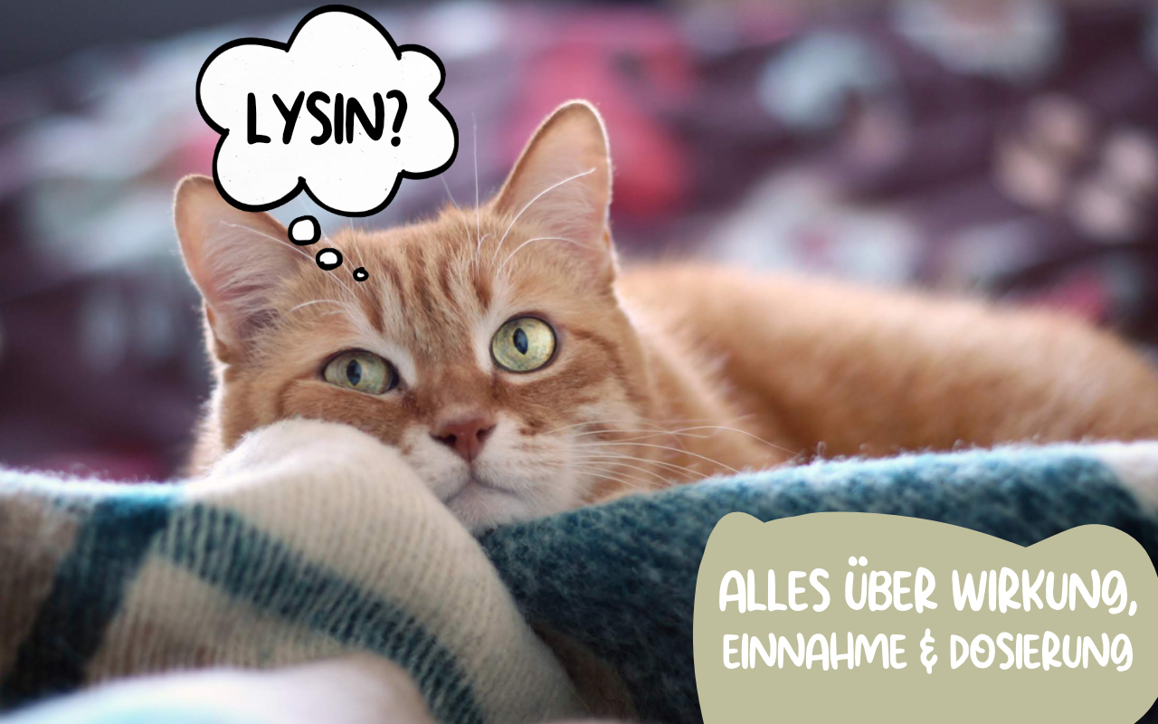 Lysin Pulver für Katzen. Alle Infos über Wirkung, Dosierung und Einnahme.