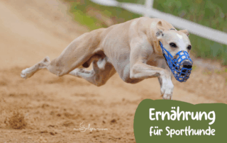 Rennender, gestreckter Whippet Windhund auf der Sandrennbahn. Unten rechts steht 