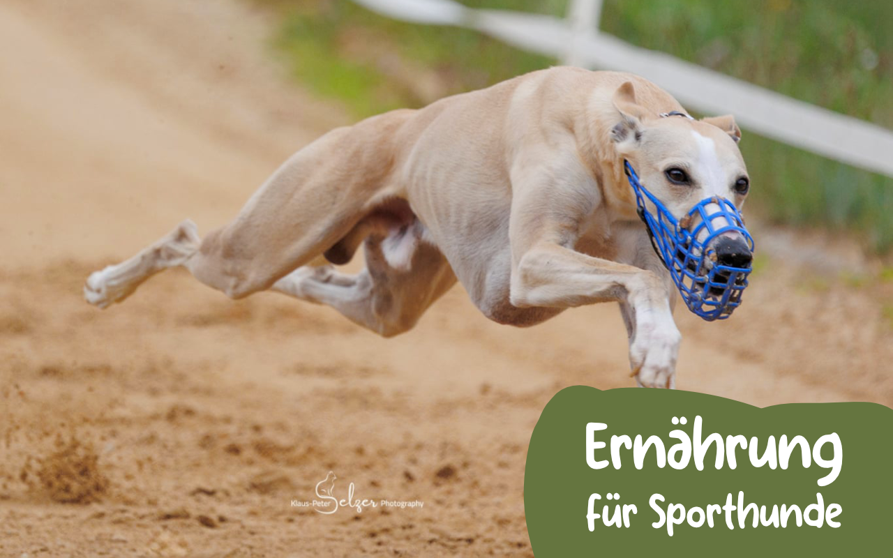 Rennender, gestreckter Whippet Windhund auf der Sandrennbahn. Unten rechts steht 